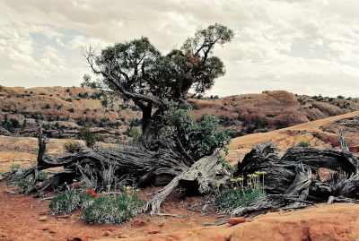 Canyonland