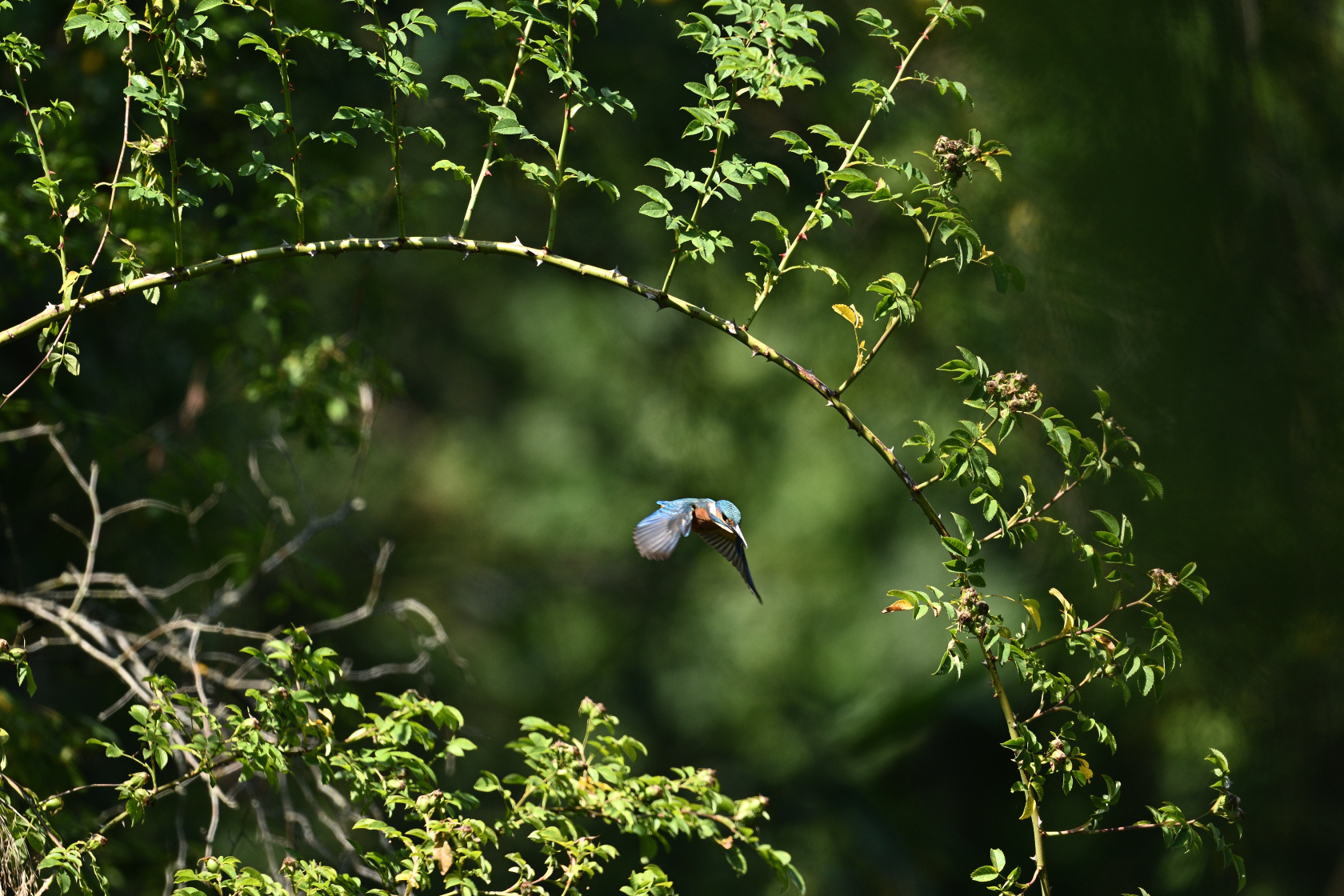 eisvogel