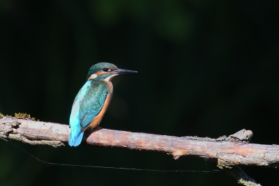 Eisvogel