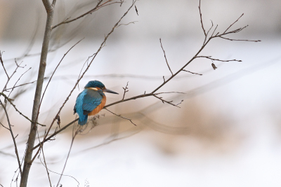 Eisvogel