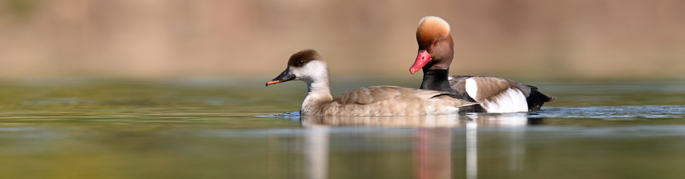 Enten und Gänse