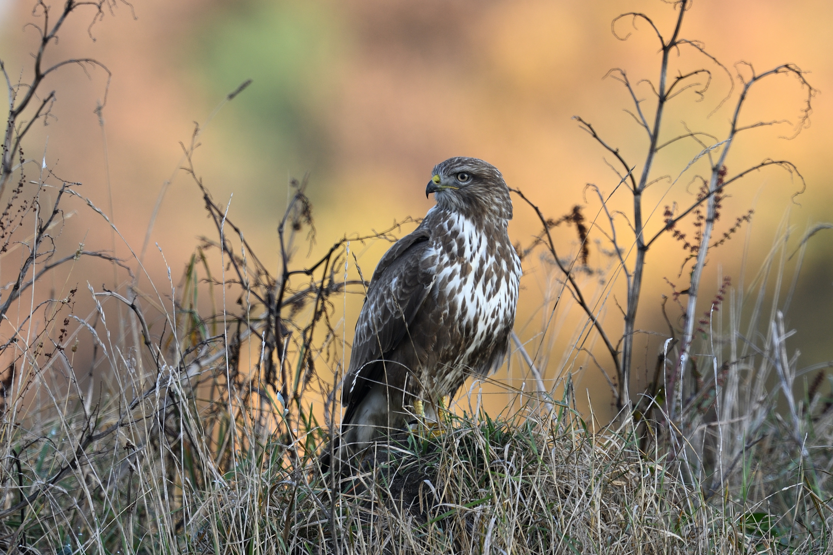 Mäusebussard