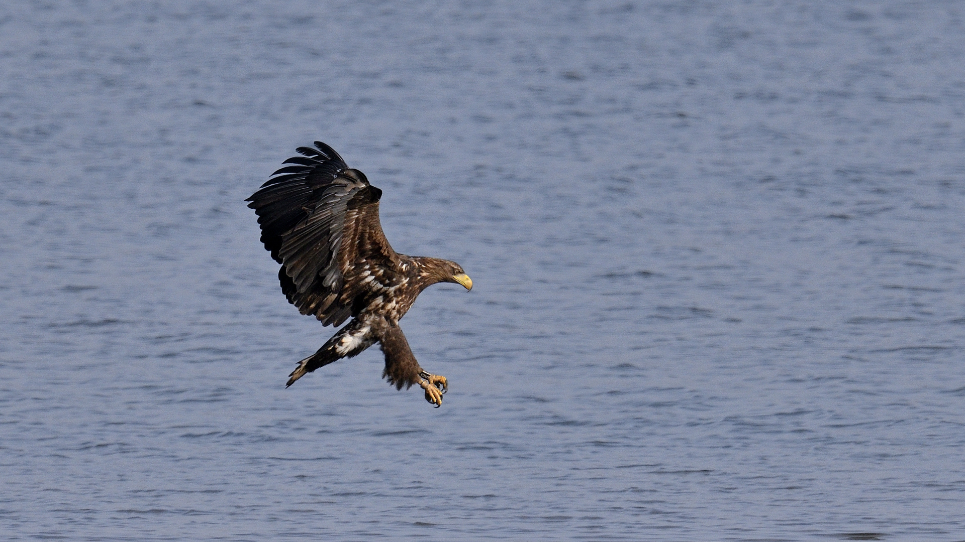 Seeadler