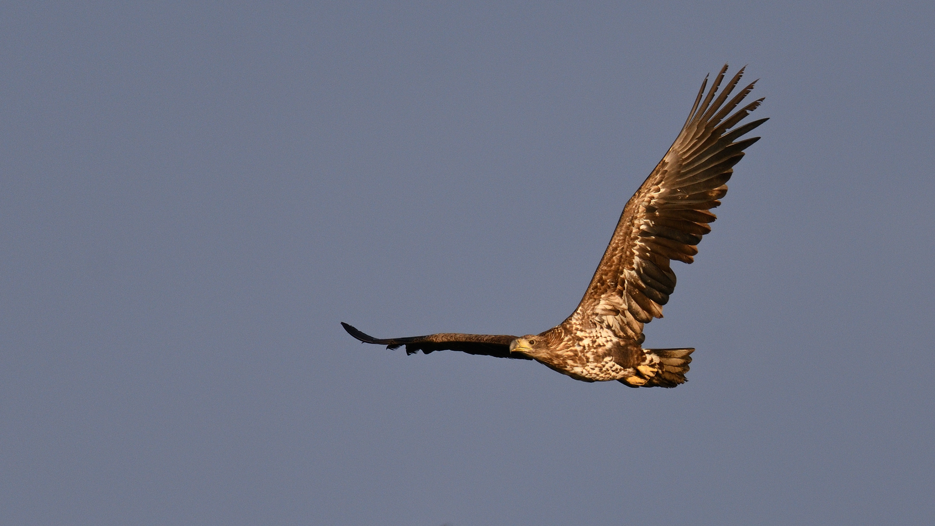 Seeadler