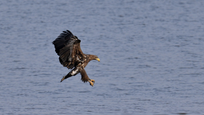 Seeadler