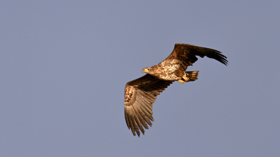 Seeadler