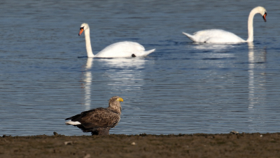 Seeadler