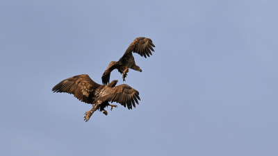 Seeadler