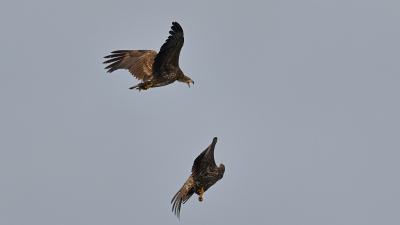 Seeadler