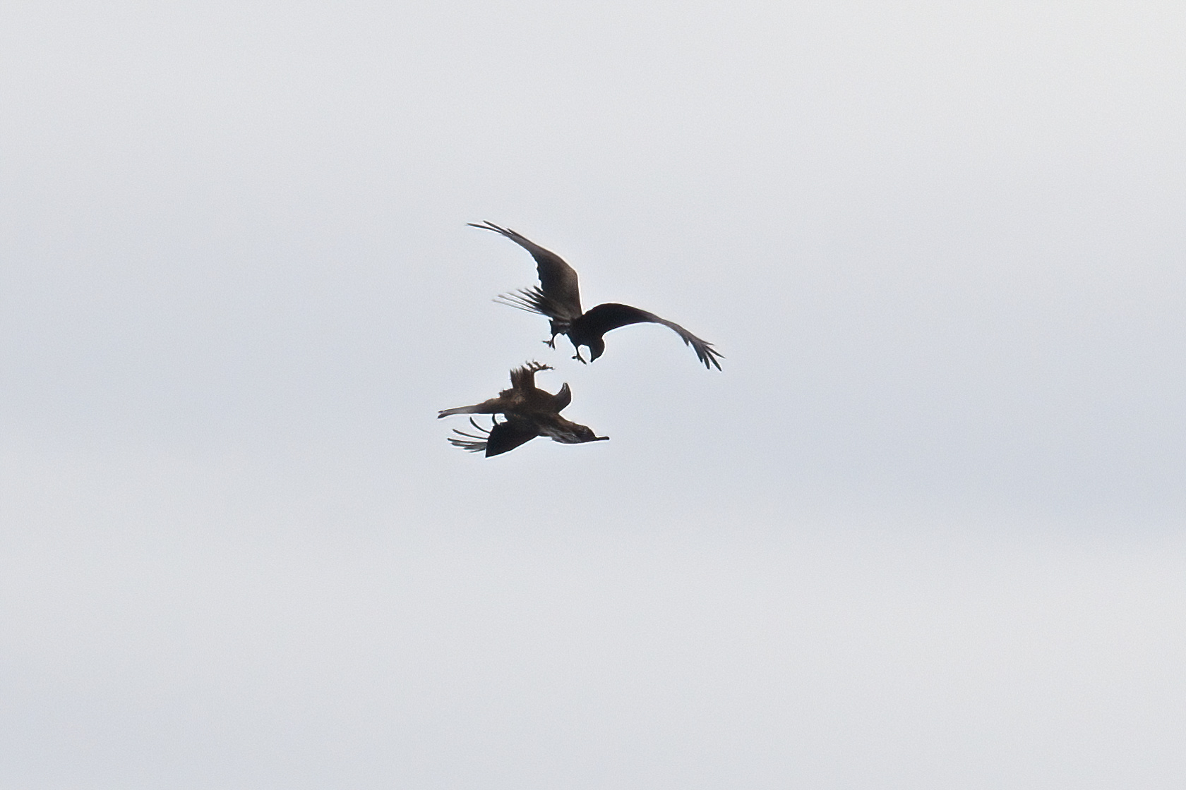 Seeadler