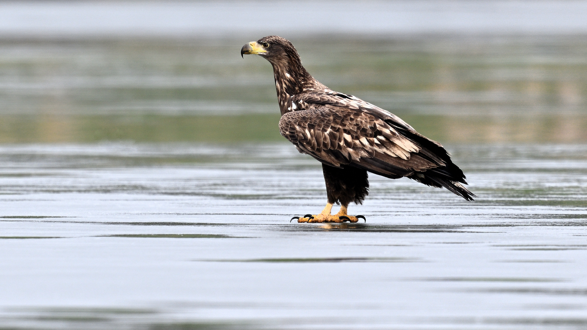 Seeadler