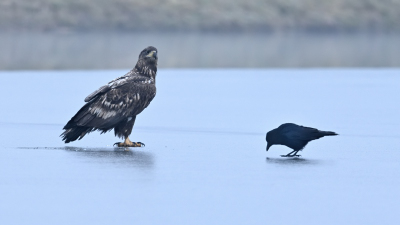 Seeadler