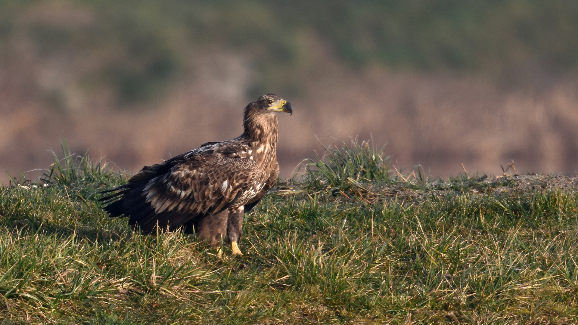 Seeadler