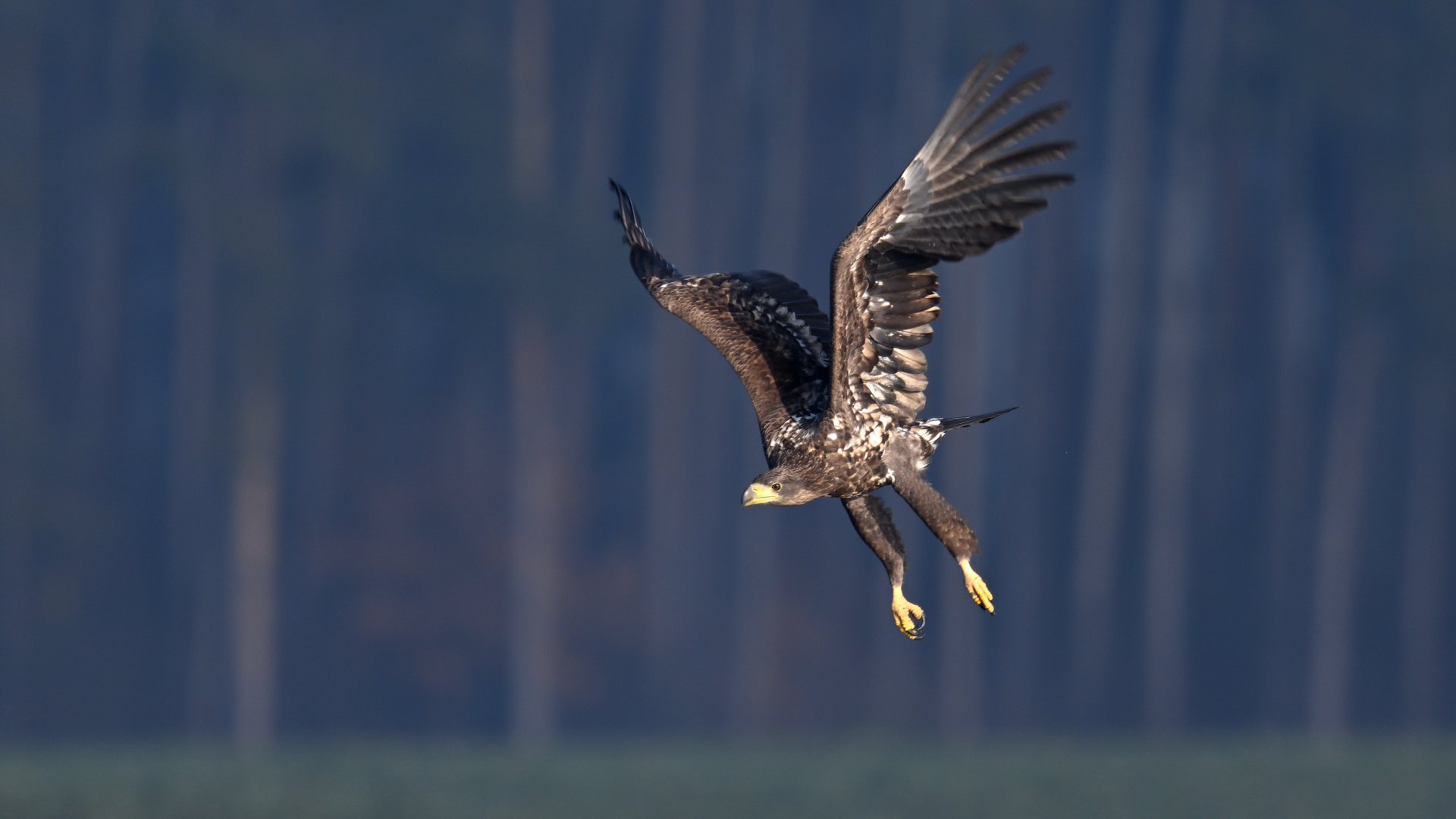 Seeadler