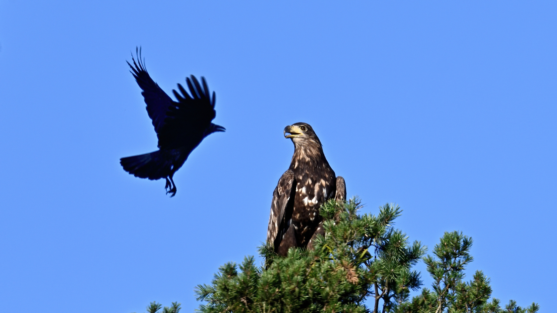 Seeadler