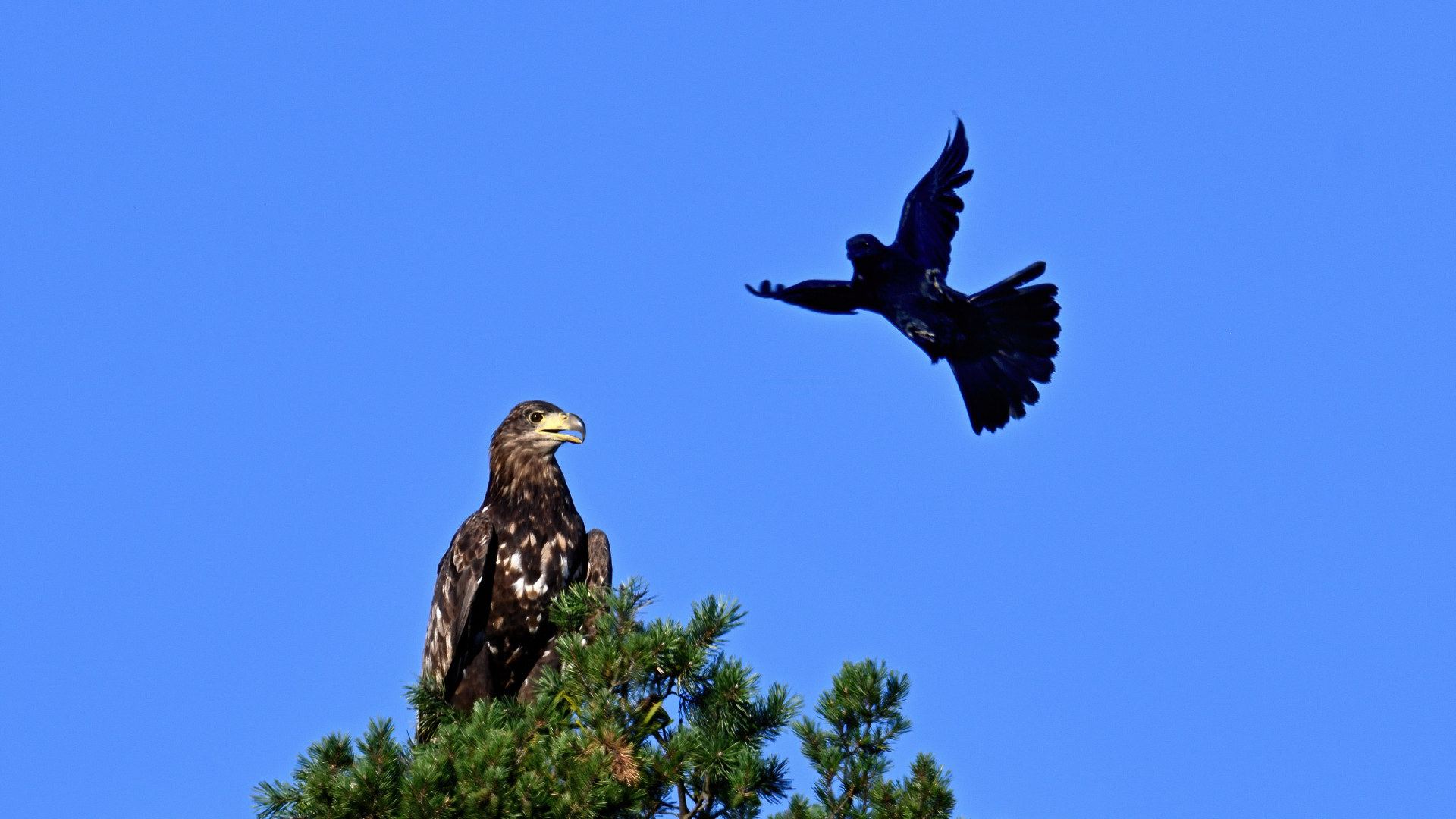 Seeadler