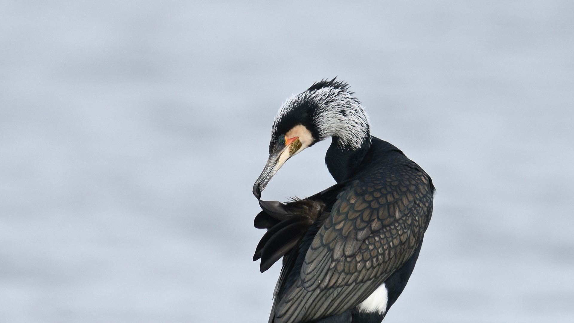 Kormoran