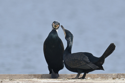 Kormoran