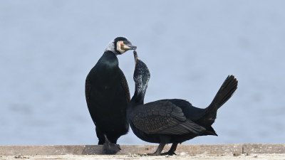 Kormoran