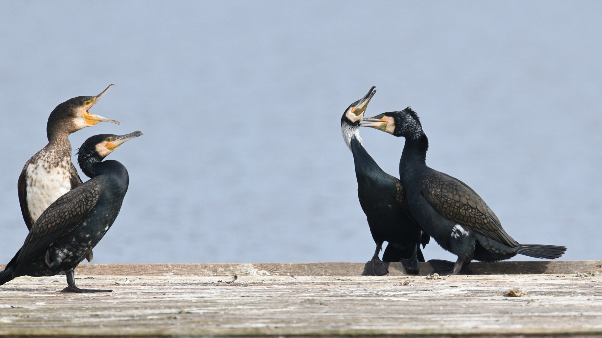 Kormoran