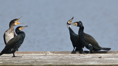 Kormoran