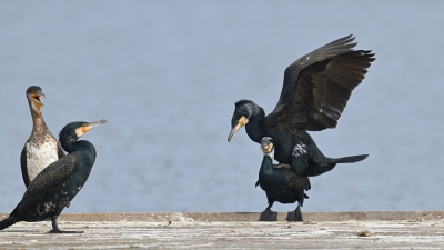 Kormoran