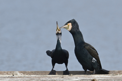 Kormoran