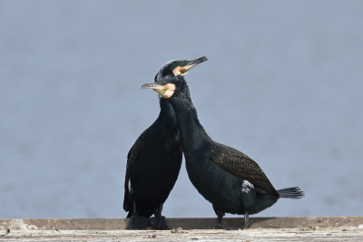 Kormoran