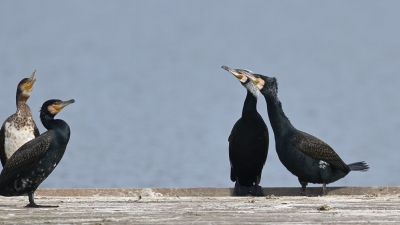 Kormoran