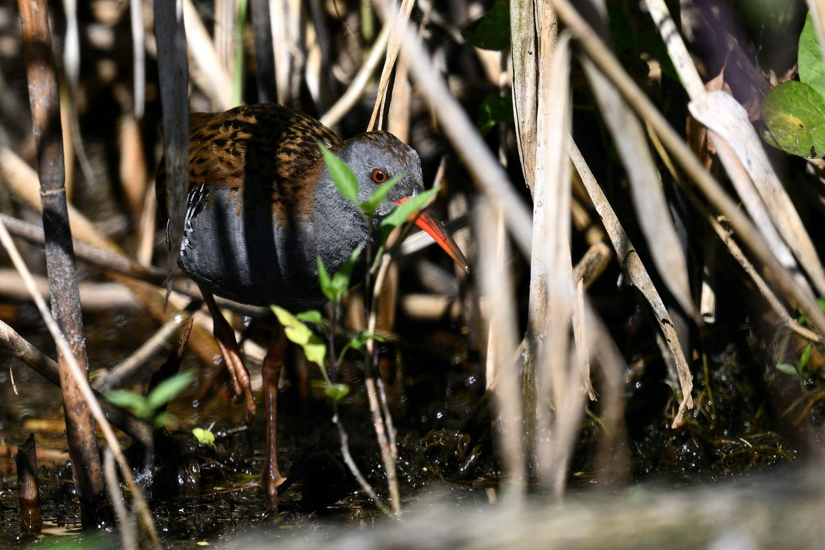 Wasserralle