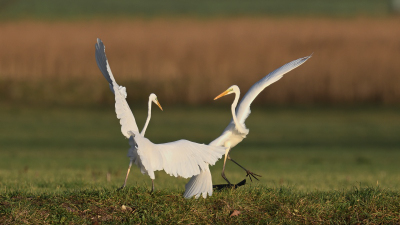 Schreitvoegel