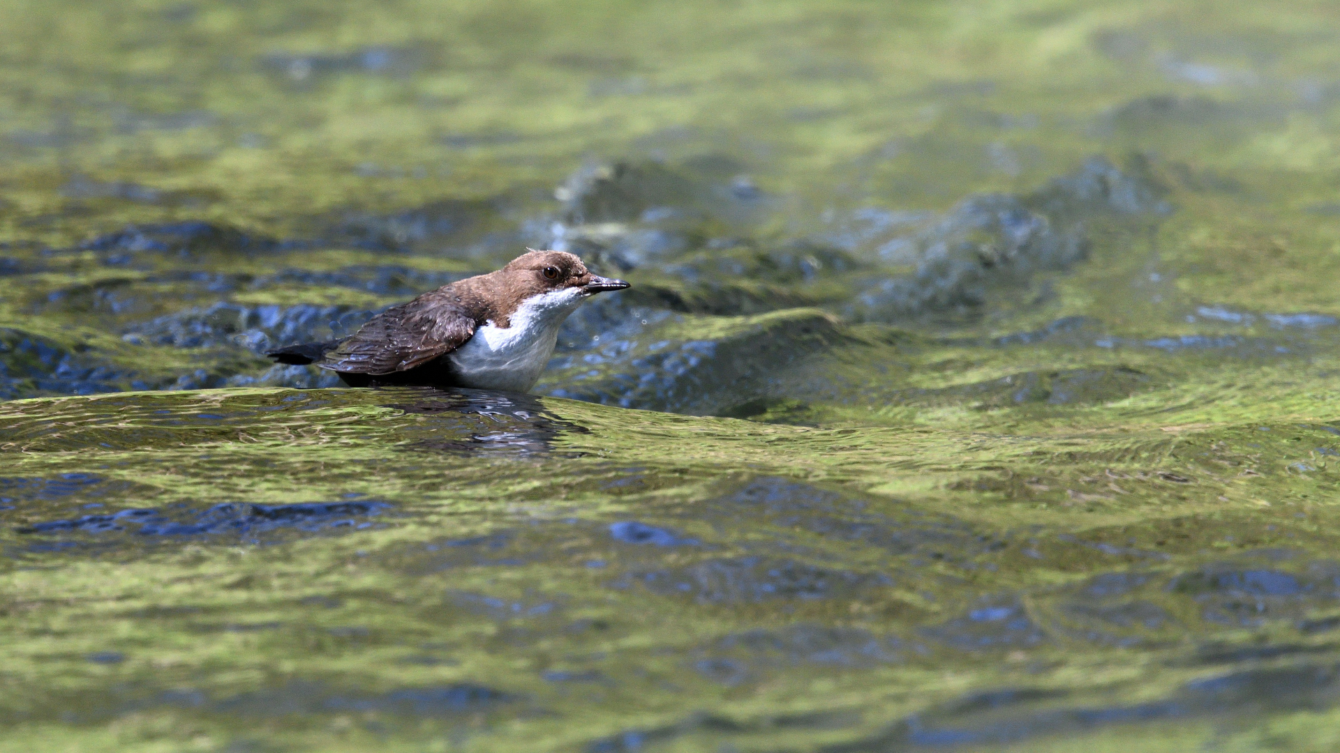 Wasseramsel