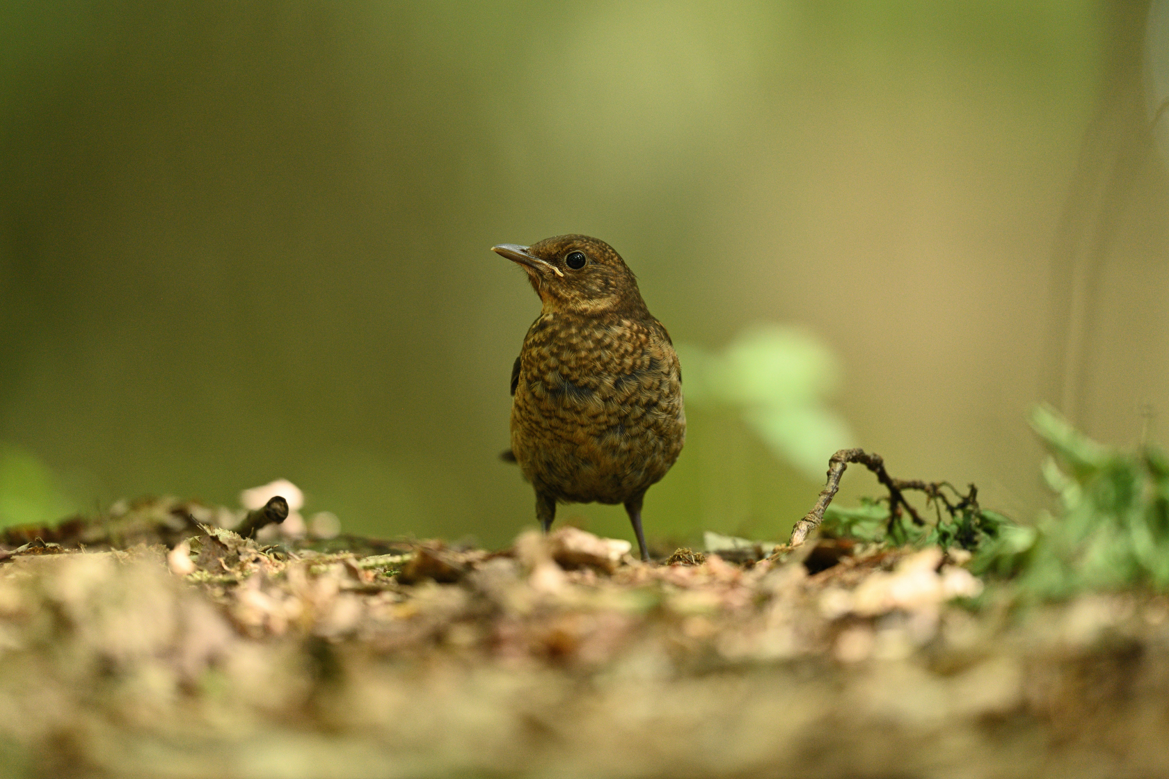 Amsel