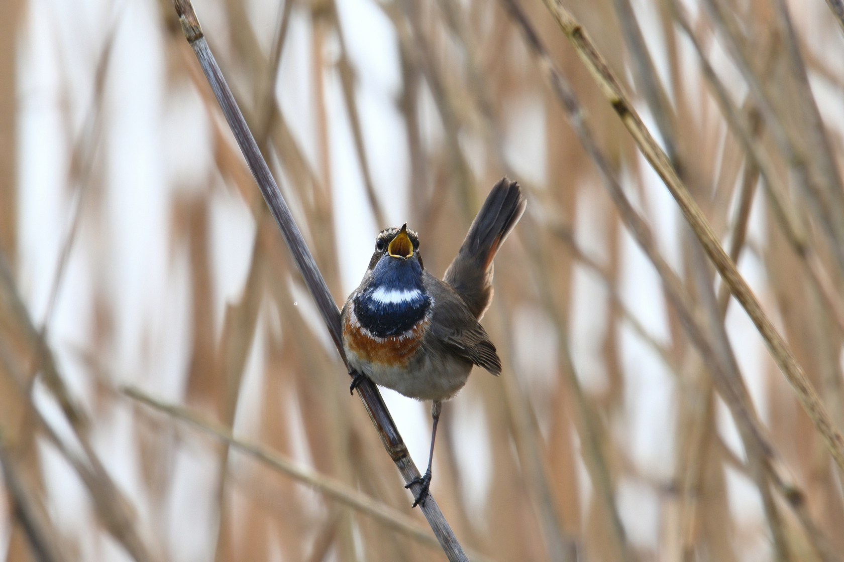 Blaukehlchen