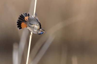 Blaukehlchen