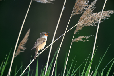 Dorngrassmücke