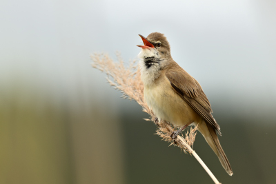 Dorngrassmücke